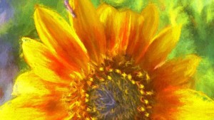 IMG_2523-TurnerSunsetII-sm